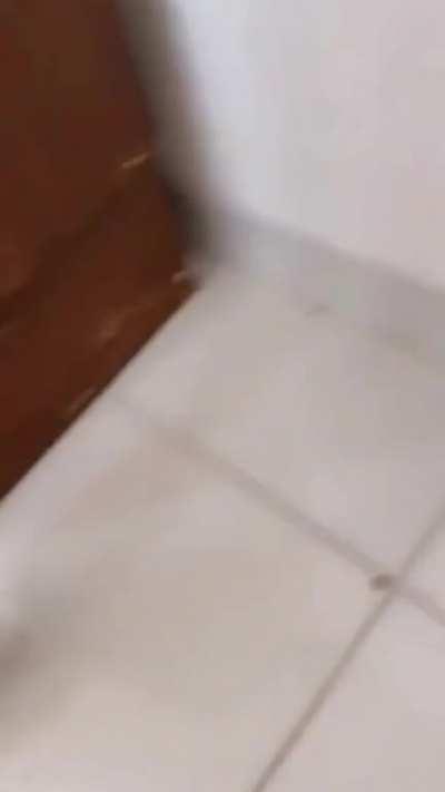 Stupid kitten loses one of its lives😥