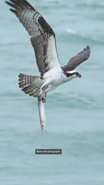 Photographer Mark Smith captures an amazing moment where an osprey emerges from the ocean clawed onto its prey