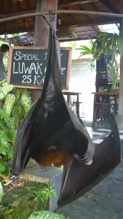 To film a golden capped fruit bat