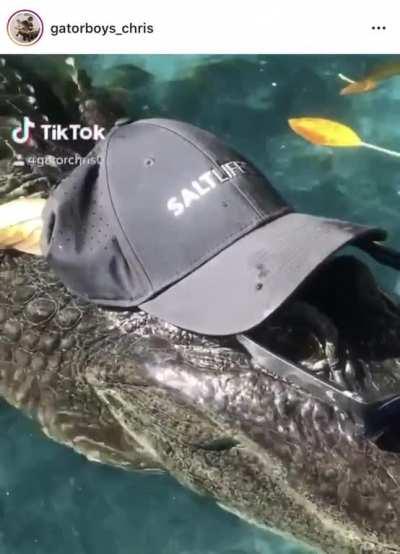 Freshmen Gators this fall.