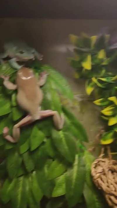 It's so funny when they try to climb on eachother