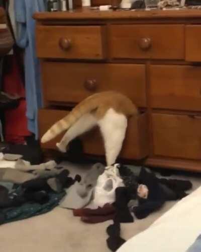 Cats are such majestic creatures