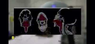 Recreating the voice of a mummy