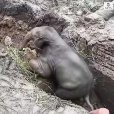 People Rescue A Baby Elephant That Fell In A Hole, And Revive The Mother Who'd Collapsed Trying To Save Her Baby