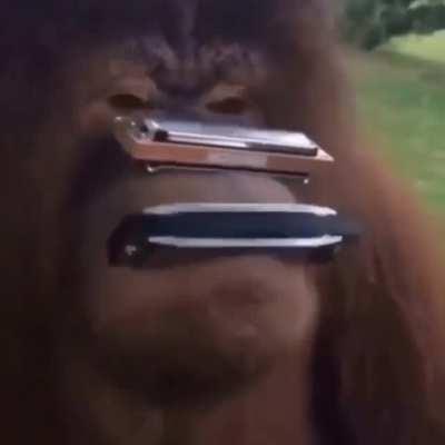 Ape music 👍🏿 👍🏿 👍🏿