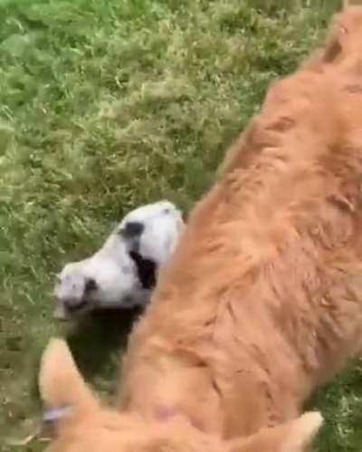 Not Only Happy Woofs, But Also Happy Cow...