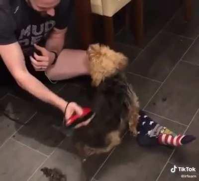 Dog Getting A Hair Cut 🥺 😂