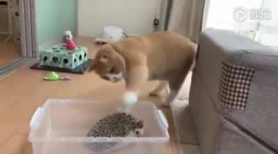 Kitty trying to attack a spiky boy