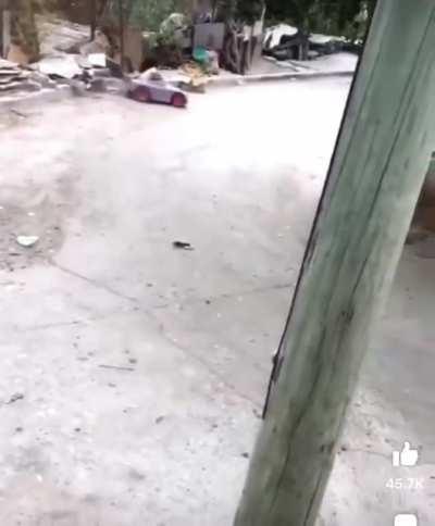 Cat hit by speeding car