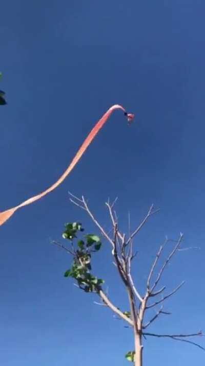 Enjoy the ride (edit: she's Still alive)