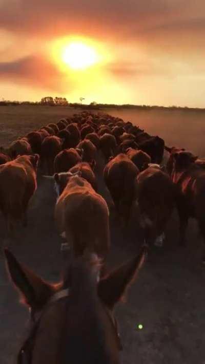 Levando o gado para outra cidade / Escorting the cattle quest