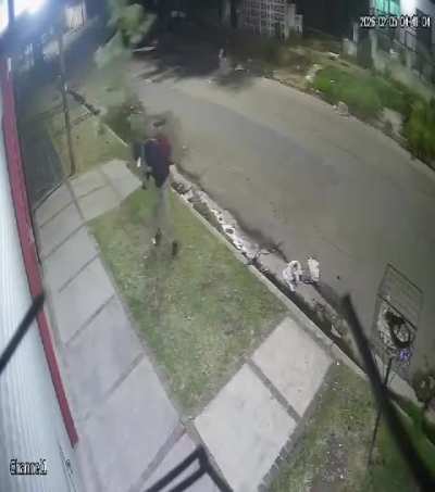 Merlo: Le gustó el árbol y se lo robó