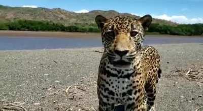 🔥 Man comes face-to-face with a wild jaguar in Costa Rica's Santa Rosa National Park. The jaguar appeared to be a curious juvenile and after taking a look proceeded to move on.