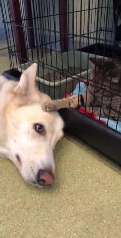 A cat comforts a dog while waiting for a visit to the vet.