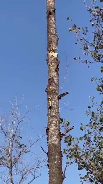 My friend removes trees