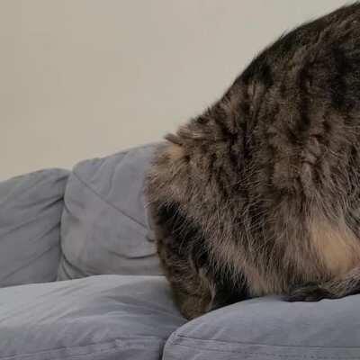 Why we are getting a new couch (wait for it)