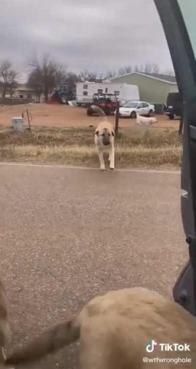 The kind of chaos I crave