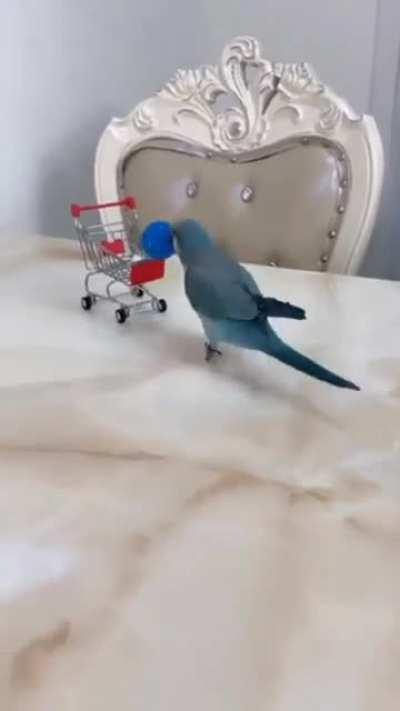 Lovely Smart Bird...