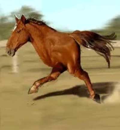 How horsey move (real)