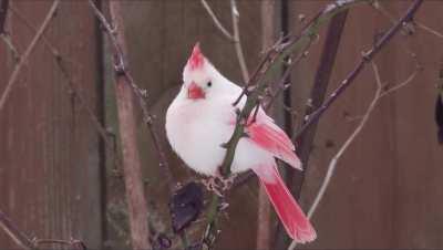 This rare shiny Leucistic Cardinal