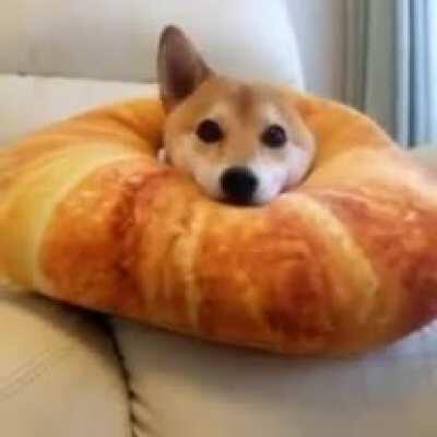 Thanks for sorting by new, enjoy my doggo