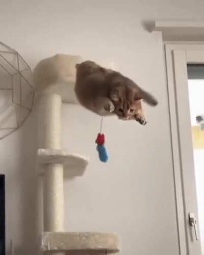 Chonky miscalculation
