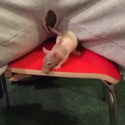 Thanks I hate dick cheese eating rat