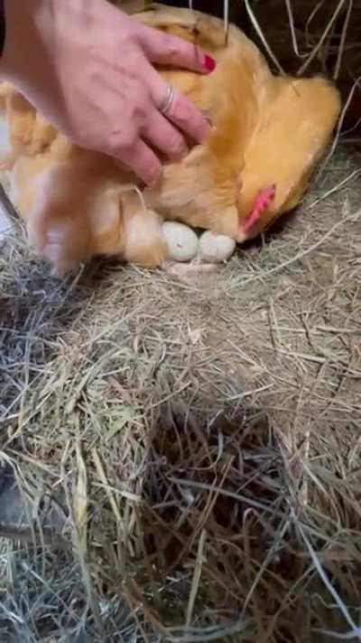 Duck eggs may be hatched naturally by placing them under a broody chicken. A broody hen is when she would like to hatch eggs & sits on them for an extended period of time, allowing her body temp to increase & her to hatch. Here I'm giving my brood