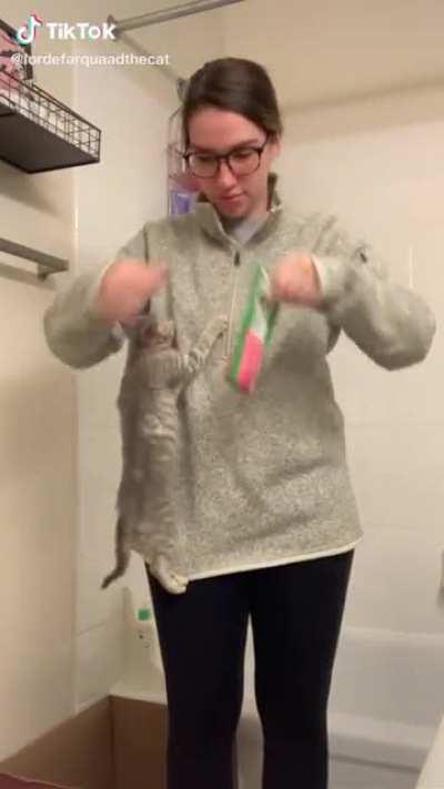 Kitten being impatient while waiting for her to open the treat bag