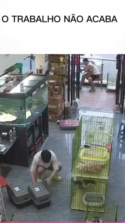 Sisifus com gatinhos