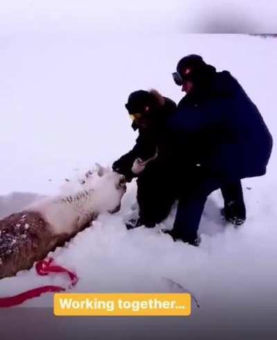 This poor reindeer was buried alive. Luckily these heroes came to his aid. The moment when the reindeer realizes his friend has been waiting for him throughout is so precious.