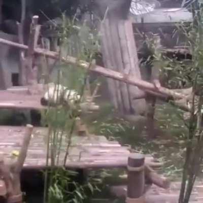 So adorable panda ð¥°ð¥°ð¥°