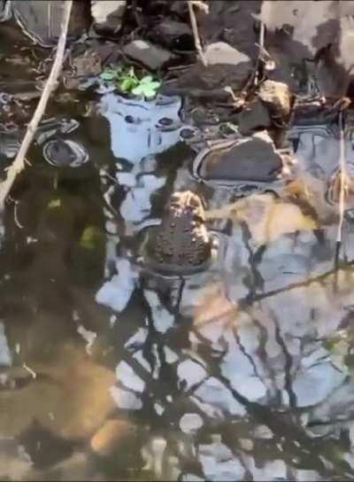 Frog hitting the right frequency