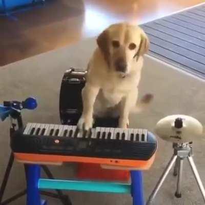 dog band