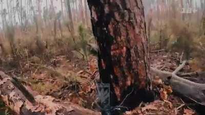 Azov Offensive in the Kreminna Forests. A carefully planned operation to improve the tactical situation resulted in the capture of four enemy positions. The combat mission was conducted on August 23, 2023, and we can now show it to you