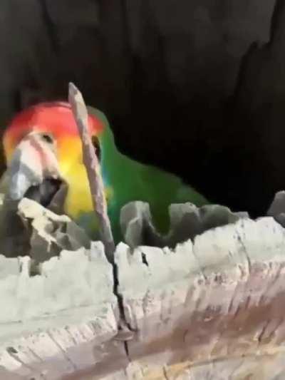 Parrot and her Babies