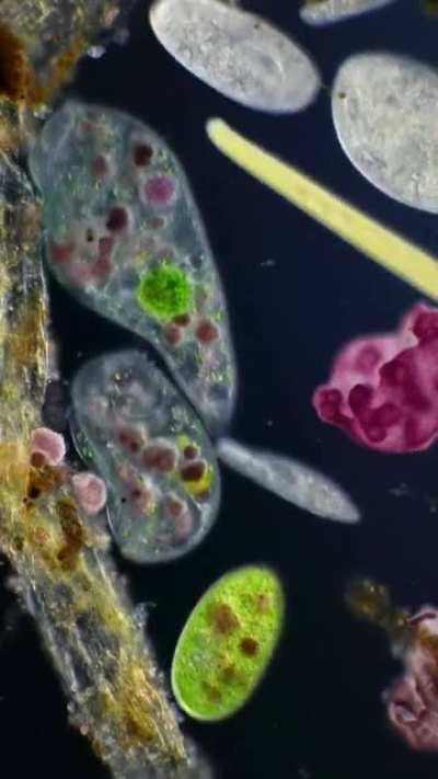 A thriving microscopic ecosystem within a drop from a forest pond