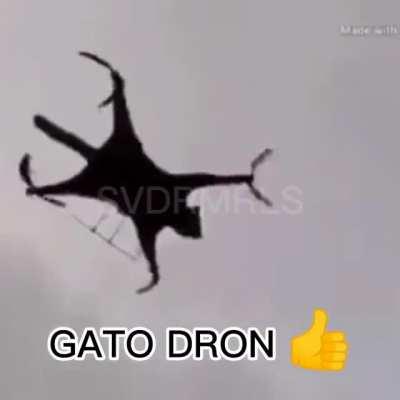 Gato dron👉👌👍