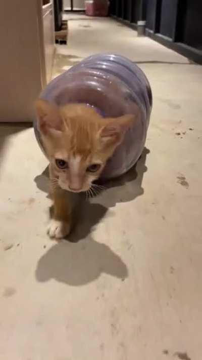 cats are, indeed, liquid