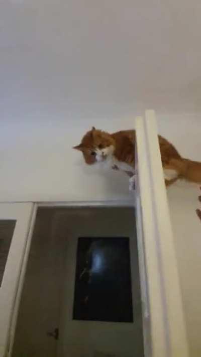 Have to keep all the doors closed because of this asshole.