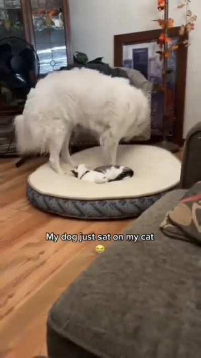 Doggo just sat on the cat