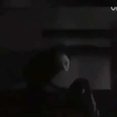 Cute dog 🥰🥰🥰