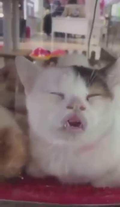 awwwwww..............kawrd