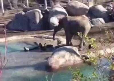 Baby Elephant Vs. Goose Epic Battle.