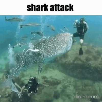 shark attack