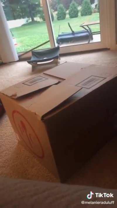 A small entrance to the cat dimension