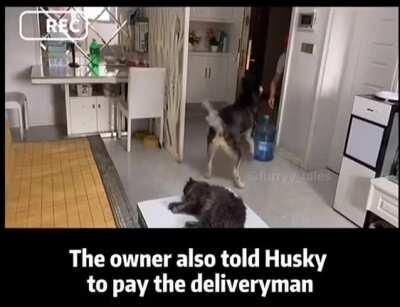 husky receives delivery for human and cat holds onto the money