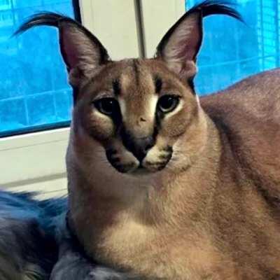 Floppa in anime??? 😳😳😳