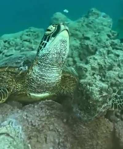 🔥Turtles can hold their breath for up to 5-7 hours, they will naturally wake up when their body starts to get low on oxygen