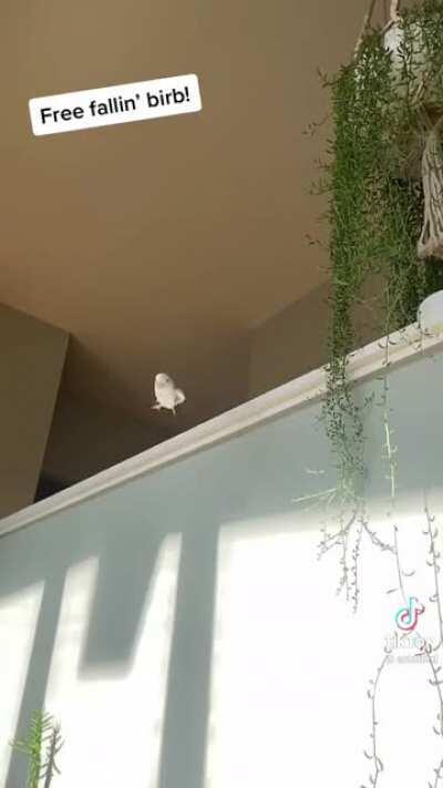 Can we come together as a subreddit and make a whole Budgie compilation like this? I volunteer to edit it if you all send me the footage...